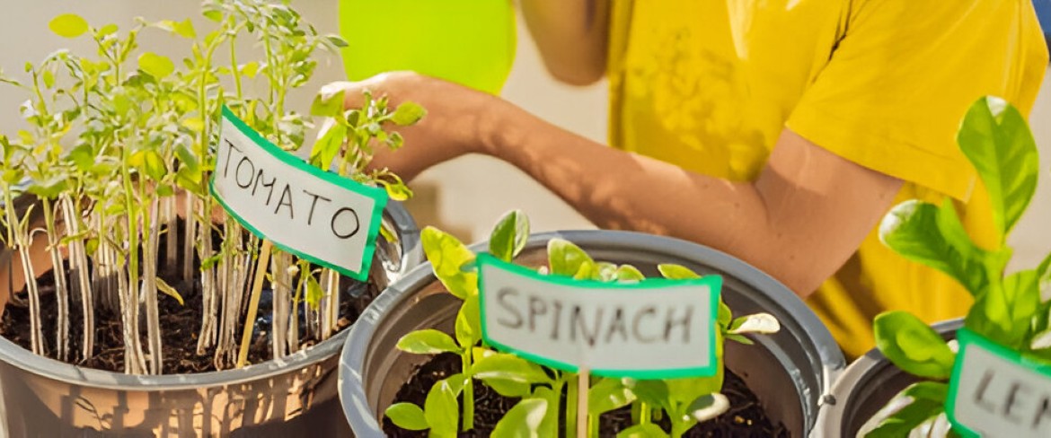 Terrace Gardening for Veggies: A Complete Guide to Growing Fresh Produce in Your Urban Oasis