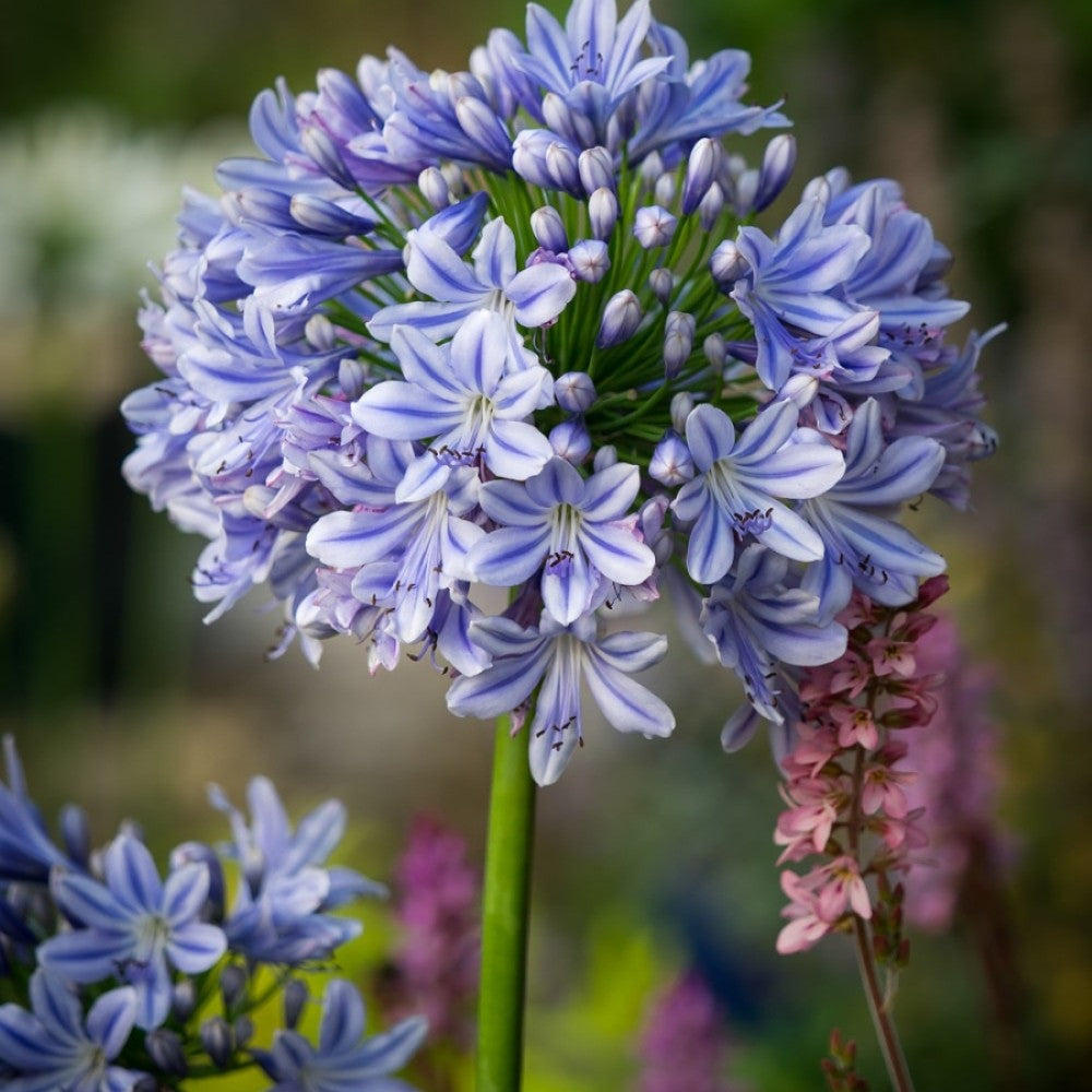 Agapanthus Bulbs