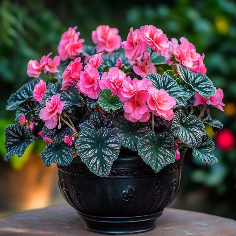 Begonia Bulbs