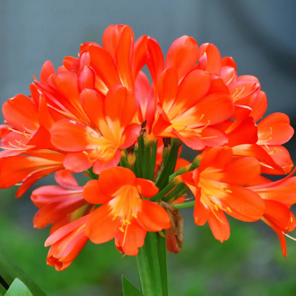 Clivia Bulbs