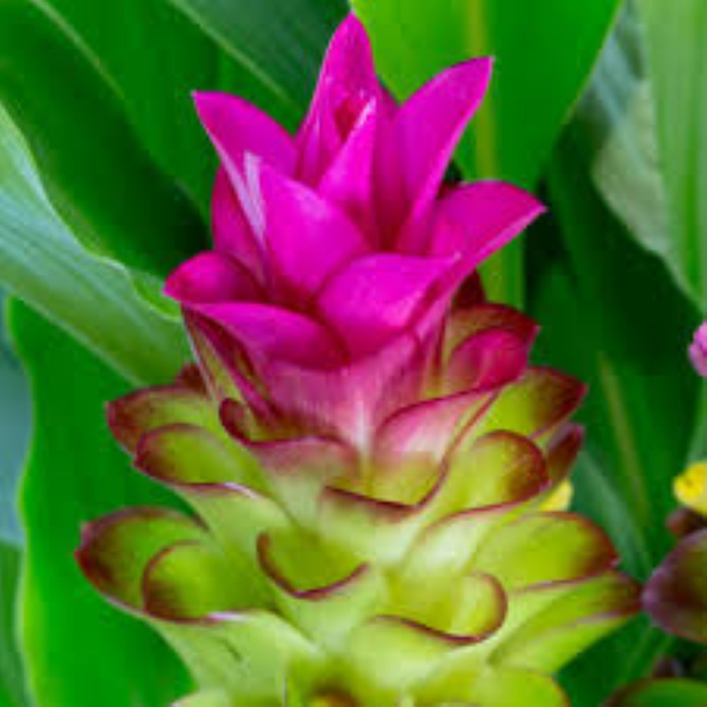 Curcuma Bulbs