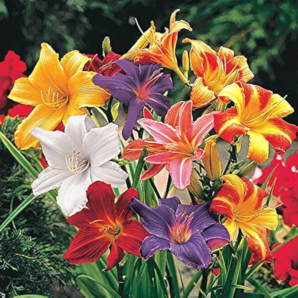 Day Lily Bulbs