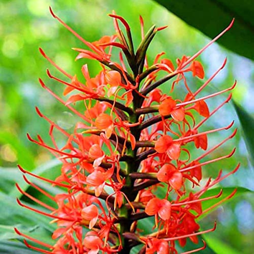 Ginger Lily Bulbs