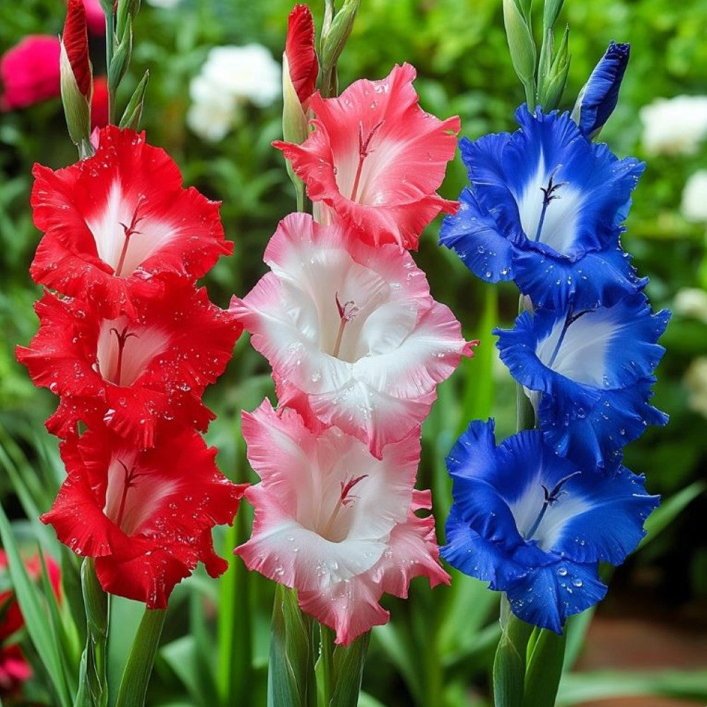 Gladiolus Bulbs