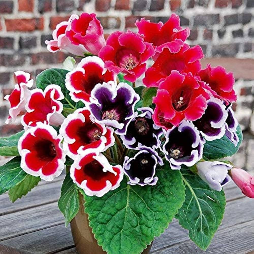 Gloxinia Bulbs