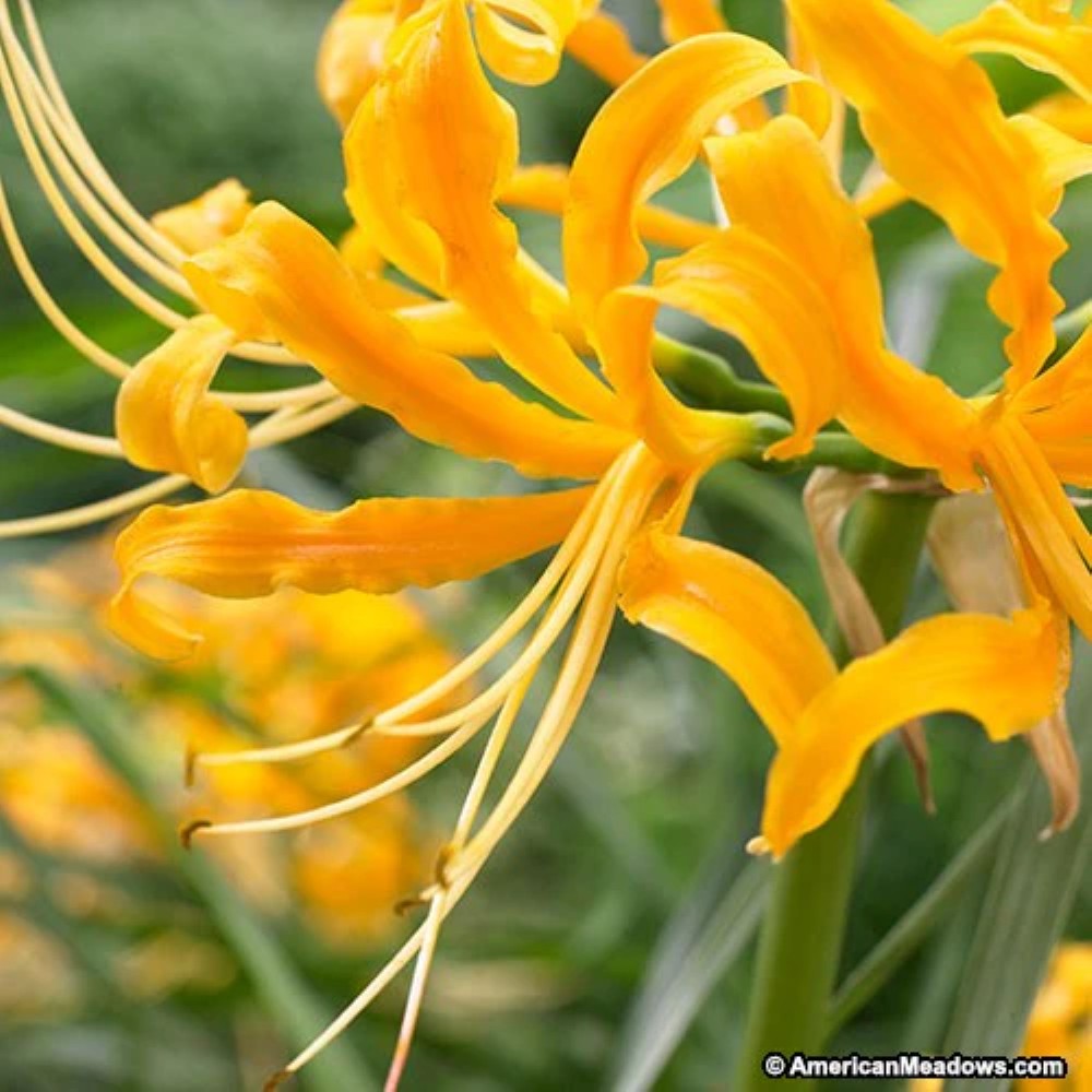 Lycoris Bulbs