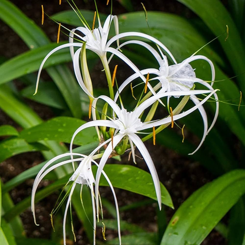 Spider Lily Bulbs