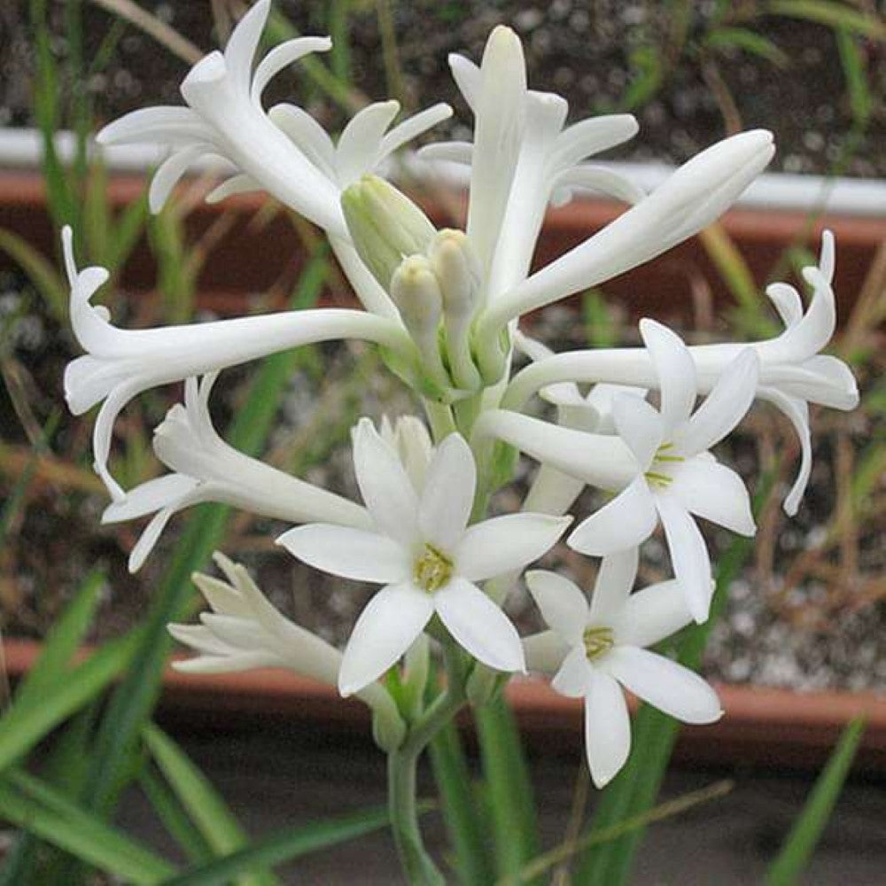 Tuberose Bulbs