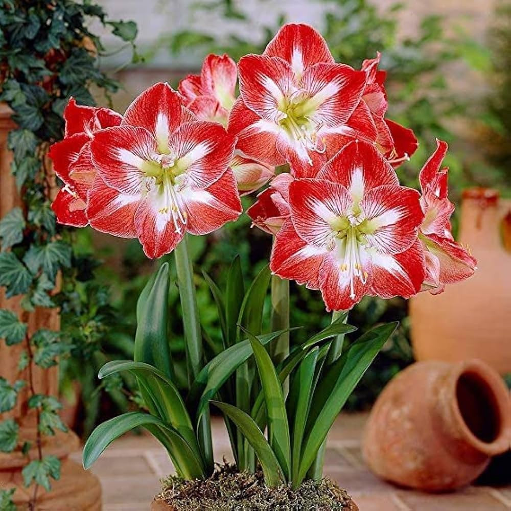 Amaryllis Bulbs