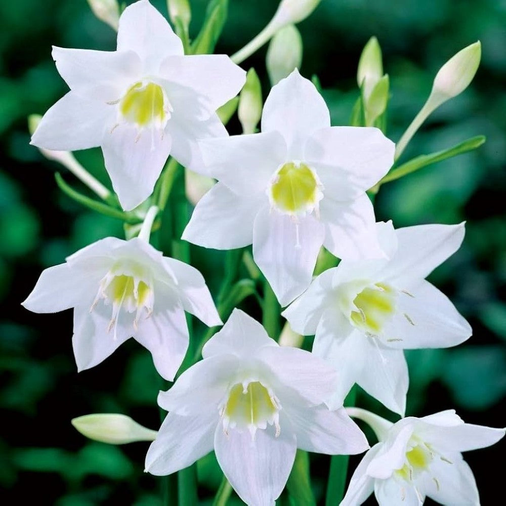 Amazon Lily Bulbs