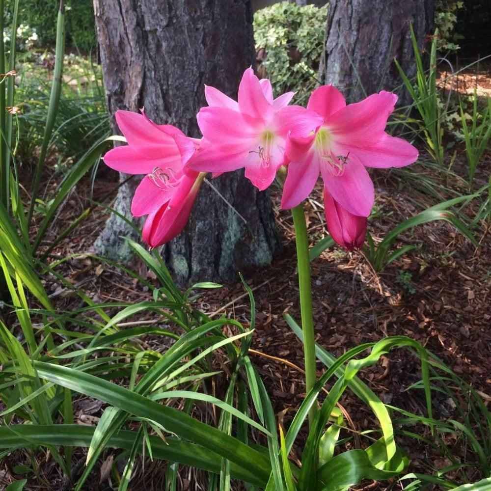 Crinum Bulbs