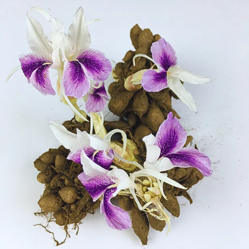 Kaempheria Bulbs